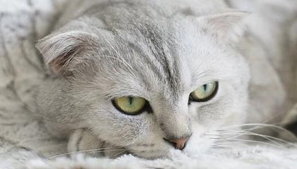 bti体育官方网站-生死战进4球5失误末节6中0 这是争冠球队二当家？